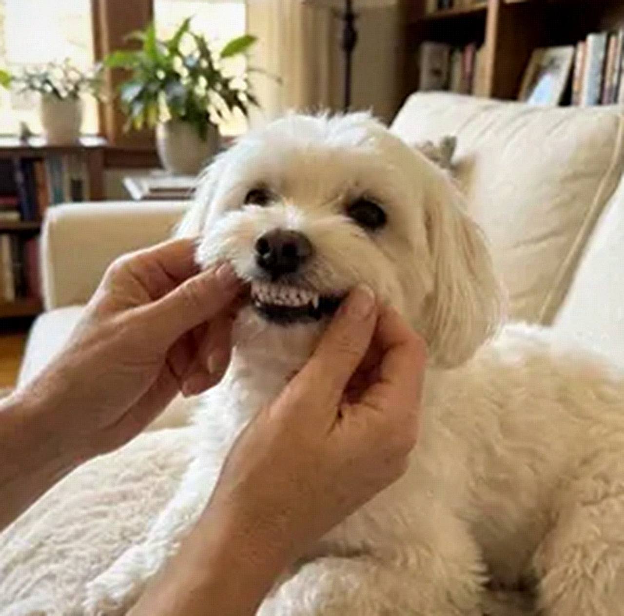 A dog enjoying GlorySmile Twist and Lick during The Canine Care Review's editorial testing